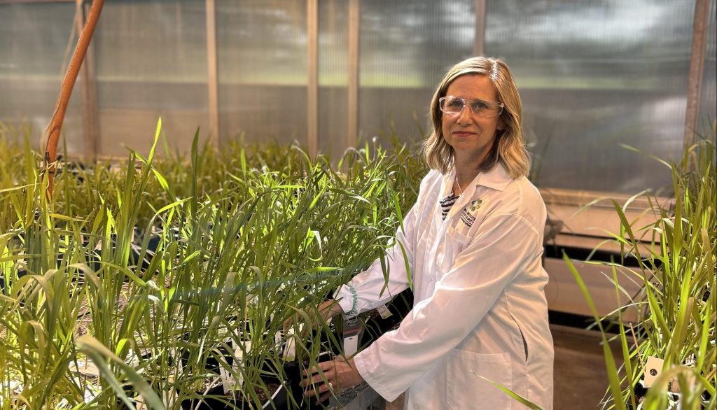 Dr. Nancy Tout, Chief Scientific Officer, Global Insitute for Food Security and Knowledge Mobilization project co-lead in her greenhouse. | Nancy Tout, Ph. D., directrice scientifique de Global Insitute for Food Security et co-directrice du projet de mobilisation des connaissances dans sa serre.