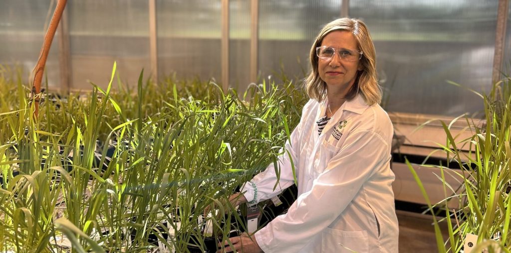 Dr. Nancy Tout, Chief Scientific Officer, Global Insitute for Food Security and Knowledge Mobilization project co-lead in her greenhouse.  |  Nancy Tout, Ph. D., directrice scientifique de Global Insitute for Food Security et co-directrice du projet de mobilisation des connaissances dans sa serre.