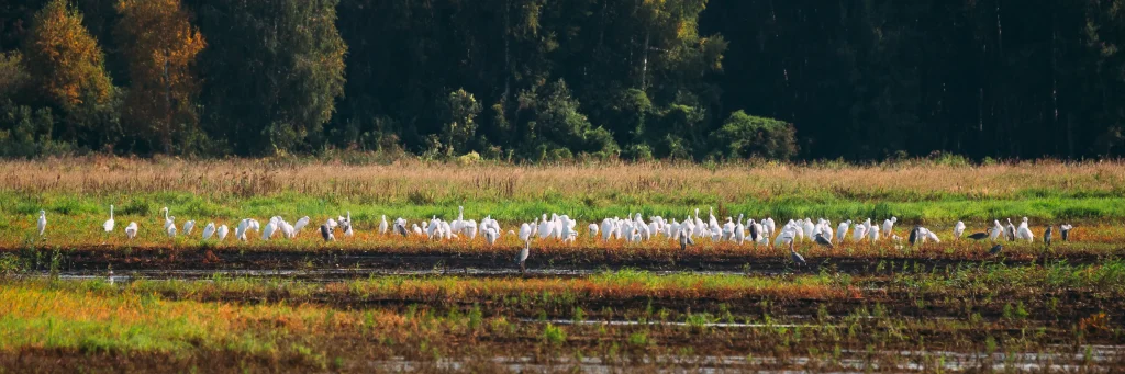 Wild Birds